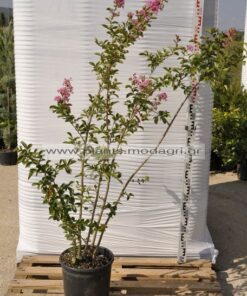 Lagoestremia indica 9lt - Modagri Plants