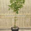 Lantana mini tree 5lt - Modagri Plants