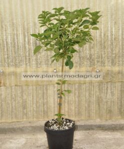 Lantana mini tree 5lt - Modagri Plants