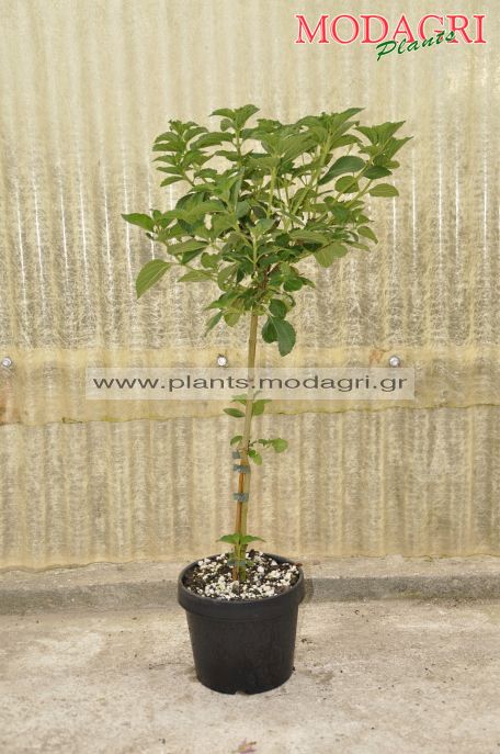 Lantana mini tree 5lt - Modagri Plants