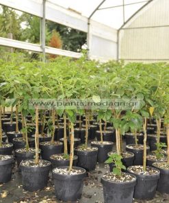 Lantana mini tree 5lt - Modagri Plants