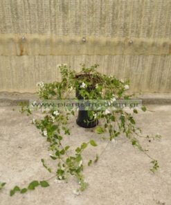 Lantana sellowiana white 3lt - Modagri Plants