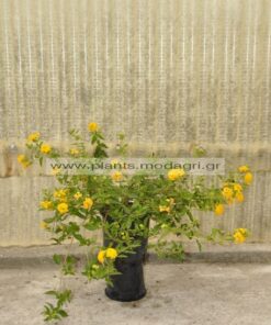 Lantana sellowiana yellow 3lt - Modagri Plants