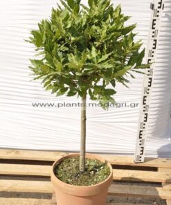 Laurus nobilis stem 9lt - Modagri Plants