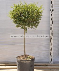 Ligustrum