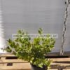 Ligustrum texanum 3lt - Modagri Plants