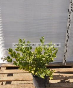 Ligustrum texanum 3lt - Modagri Plants