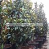 MAGNOLIA/GRANDIFLORA/MODAGRI/PLANTS