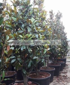 MAGNOLIA/GRANDIFLORA/MODAGRI/PLANTS