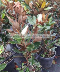 MAGNOLIA/GRANDIFLORA/MODAGRI/PLANTS