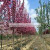 MALUS/FIORE/MODAGRI/PLANTS