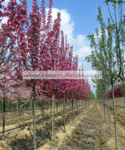 MALUS/FIORE/MODAGRI/PLANTS