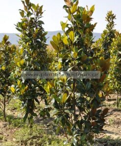 Magnolia grandiflora 2-2,5-3m rootball - Modagri Plants