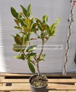 Magnolia grandiflora 6lt - Modagri plants