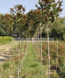 Magnolia grandiflora tree 10-12-14 - Modagri Plants