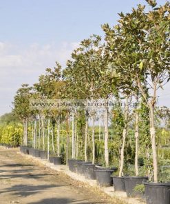 Magnolia grandiflora tree 12-14-16-18-20cm circonference of the tronc - Modagri Plants