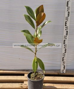 Magnolia grandiflora(grafted) 3lt - Modagri Plants