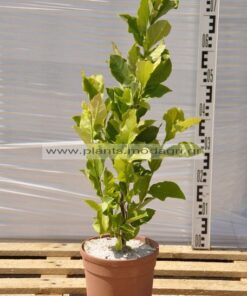 Magnolia soulangeana 4lt - Modagri Plants