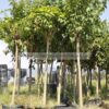 Morus platanifolia fruitless 18-20-25-30cm - Modagri Plants