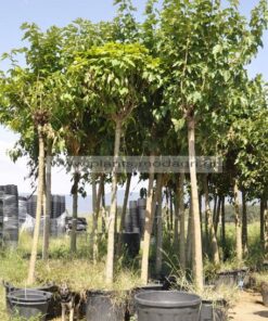 Morus platanifolia fruitless 18-20-25-30cm - Modagri Plants