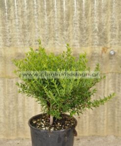 Myrtus com. tarentina 3lt - Modagri Plants