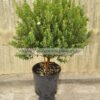 Myrtus com. tarentina mini tree 2lt - Modagri Plants