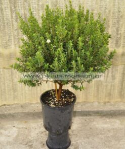 Myrtus com. tarentina mini tree 2lt - Modagri Plants