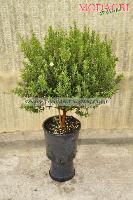 Myrtus com. tarentina mini tree 2lt - Modagri Plants