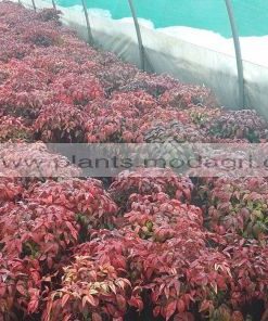 NANDINA/NANA/FIREPOWER/MODAGRI/PLANTS