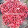 NANDINA/NANA/FIREPOWER/MODAGRI/PLANTS