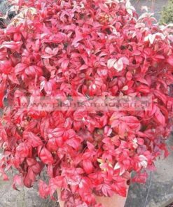 NANDINA/NANA/FIREPOWER/MODAGRI/PLANTS