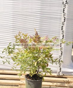 Nandina domestica 3lt - Modagri Plants