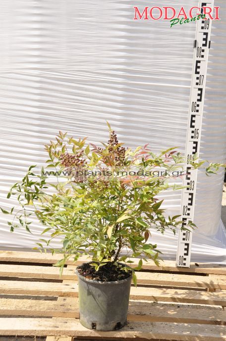 Nandina domestica 3lt - Modagri Plants