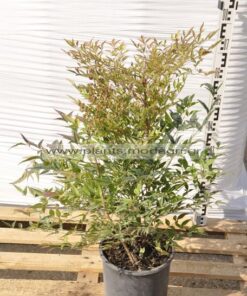 Nandina domestica 7lt - Modagri Plants