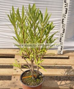 Nerium oleander orange,yellow, white,red 3lt - Modagri Plants