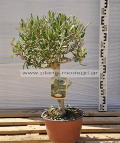 Olea europea bonsai - Modagri Plants