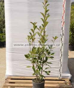 Photinia red robin 5lt - Modagri Plants