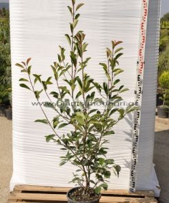 Photinia red robin 9lt - Modagri Plants