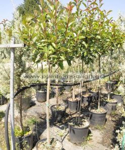 Photinia red robin stem 15lt - Modagri Plants