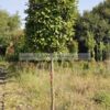 Photinia red robin tree form rootball - Modagri Plants