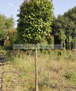 Photinia red robin tree form rootball - Modagri Plants