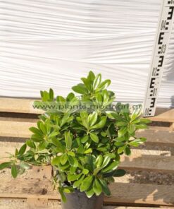 Pittosporum nana 3lt - Modagri Plants