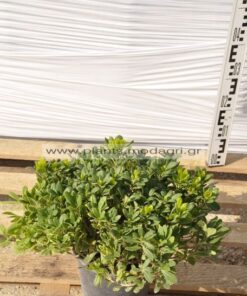 Pittosporum nana 7lt - Modagri Plants