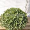 Pittosporum nana 9lt - Modagri Plants