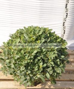 Pittosporum nana 9lt - Modagri Plants