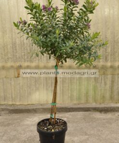 Polygala myrtifolia mini tree 4lt - Modagri Plants