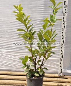 Prunus laurocerasus 4lt - Modagri Plants
