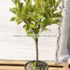 Prunus laurocerasus stem 9lt - Modagri Plants