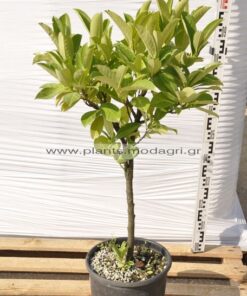 Prunus Laurocerasus