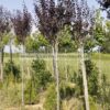 Prunus pissardi nigra 8-10-12cm rootball - Modagri Plants
